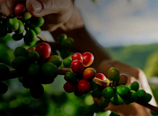 Ripe coffee beans being harvested