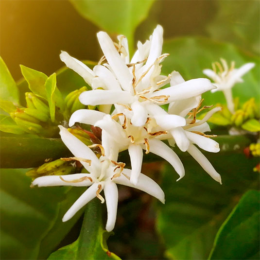 Image of Coffee Blossoms