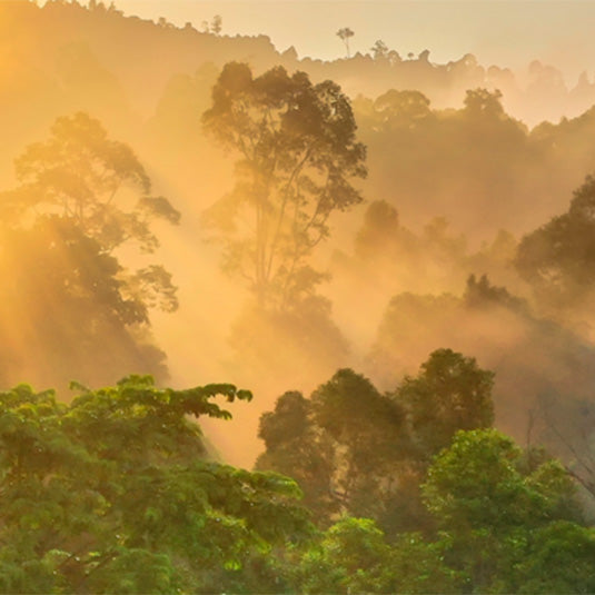 Image of Trees at Sunset