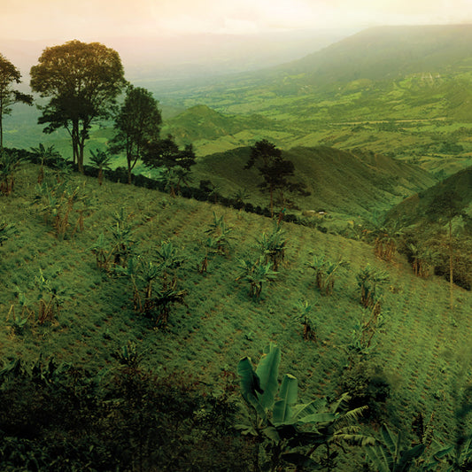 Coffee farms seen in rolling hills